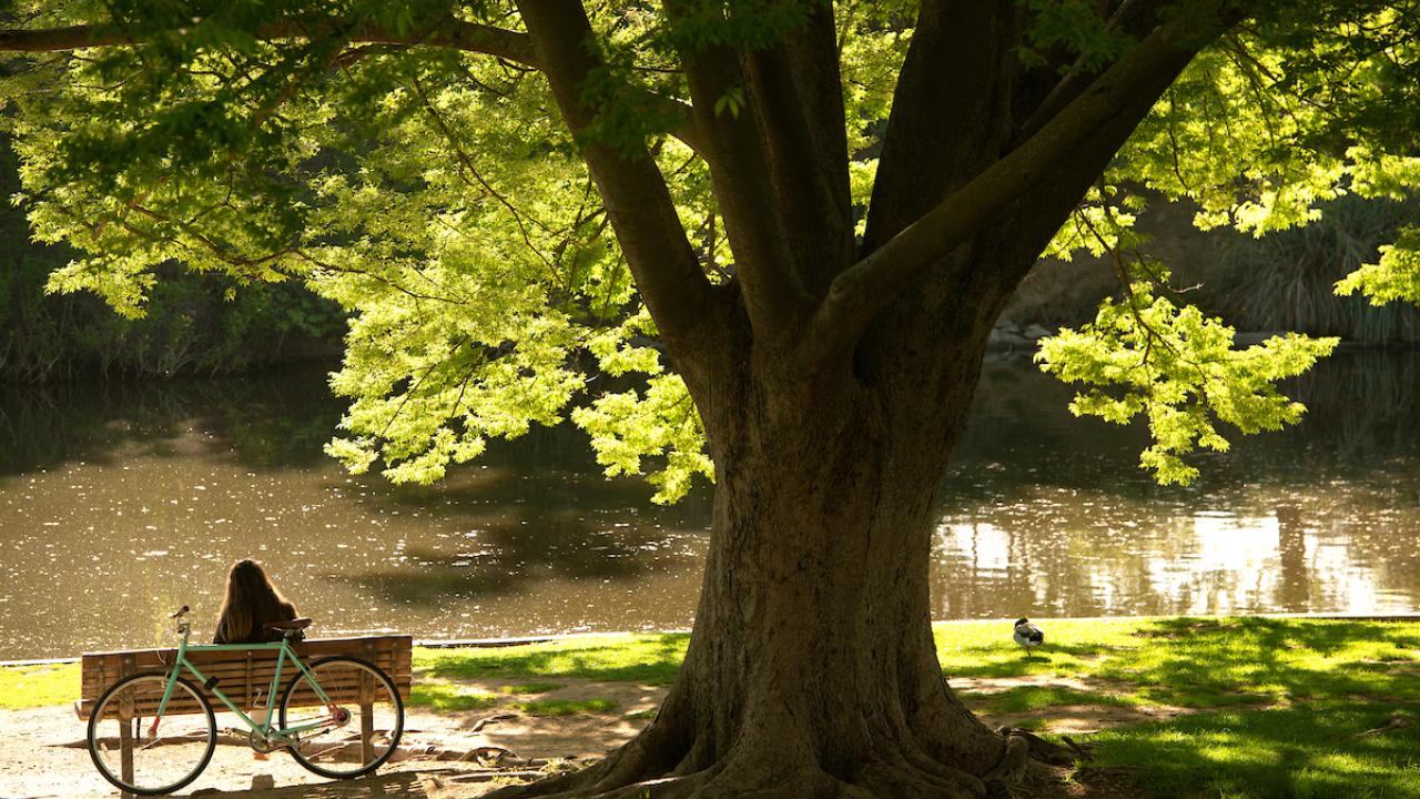arboretum bench