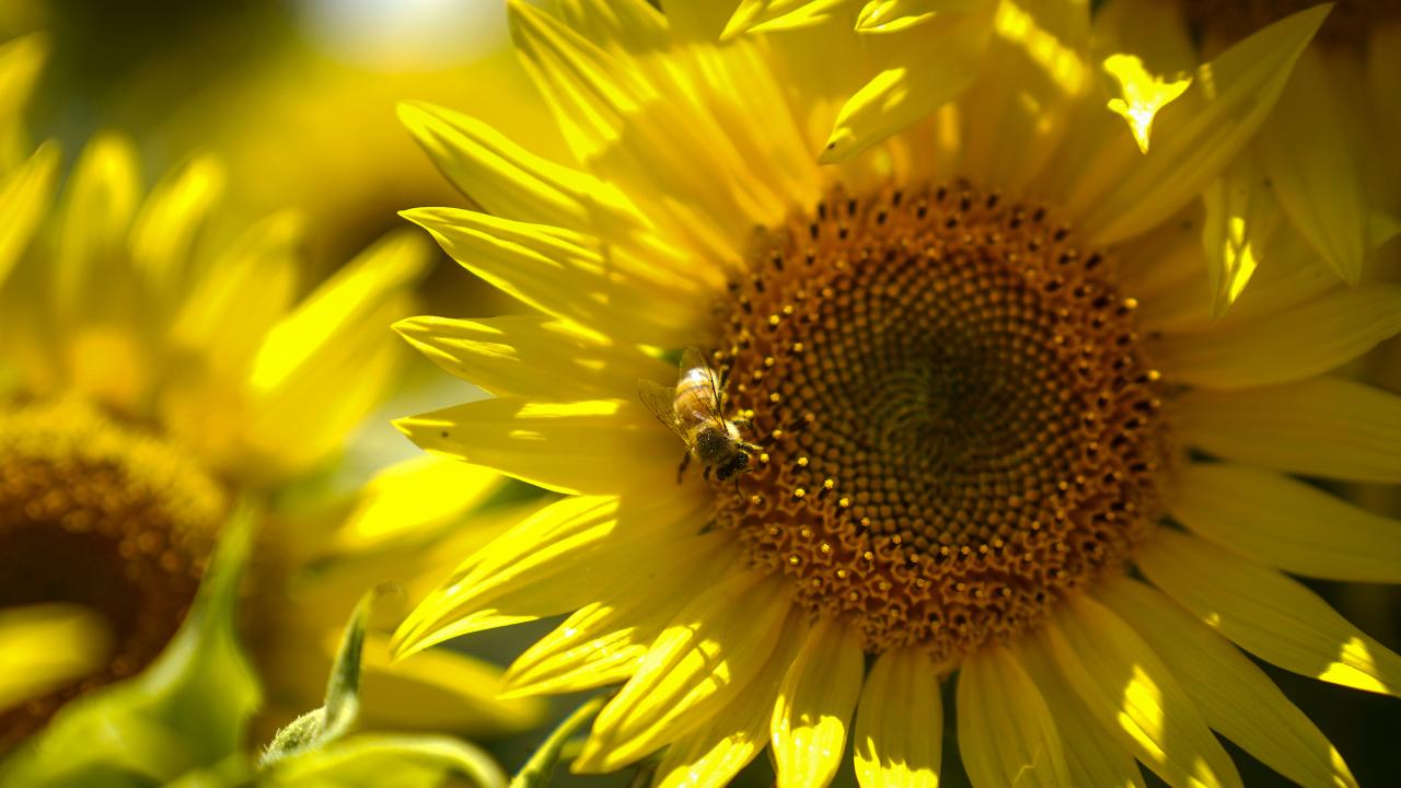 A bee sits on a sunflower on UC Davis' campus.