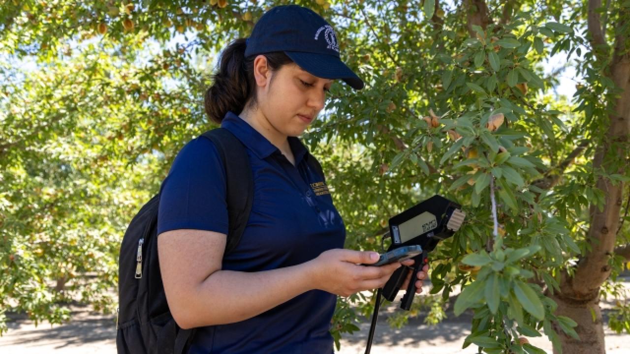 Project lead Parastoo Farajpoor, a Ph.D. student in biological systems engineering, uses a spectrometer to measure the nutrient levels in an almond tree leaf. (Mario Rodriguez/UC Davis)