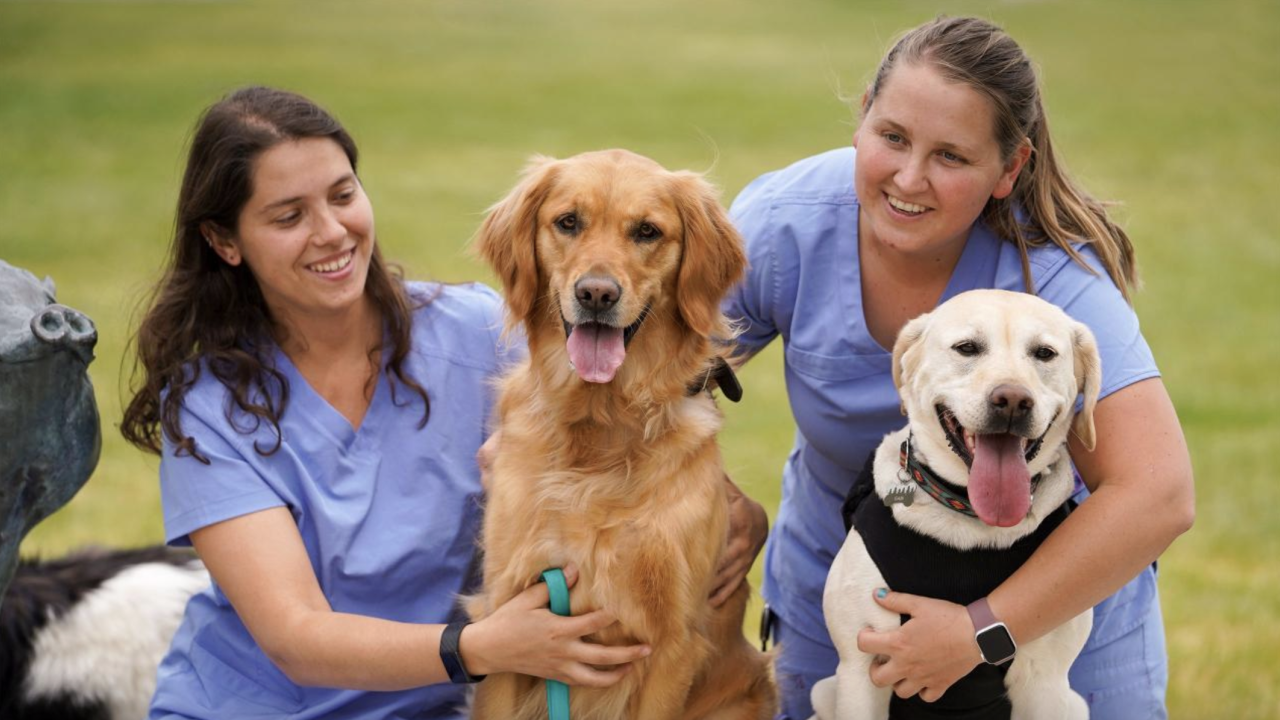 Veterinary medicine students smiling with dogs.