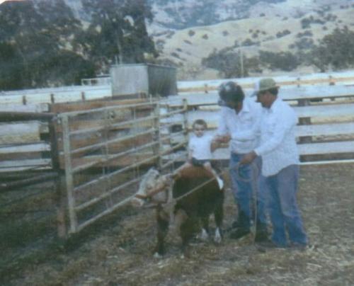 A small boy sits on the back of a cow on a ranch, with two men in hard hats assisting him.