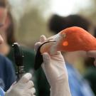 UC Davis vet med examines a flamingo