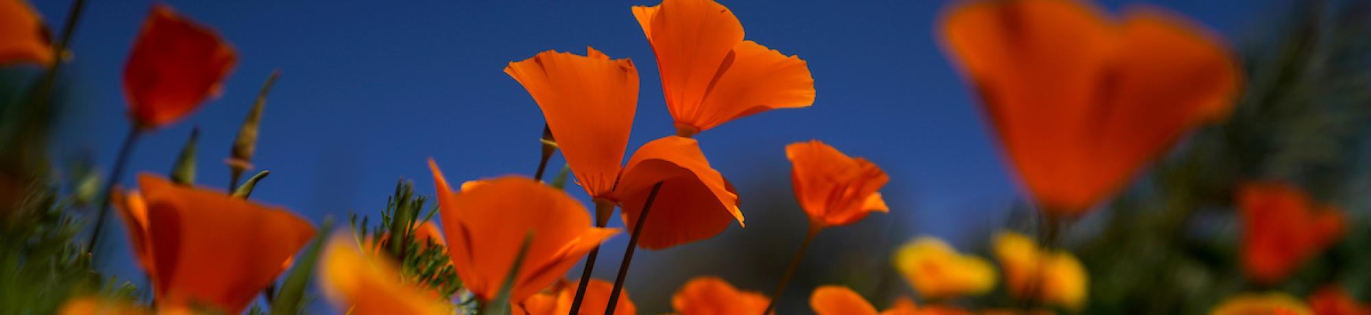 poppies in front of a blue sky