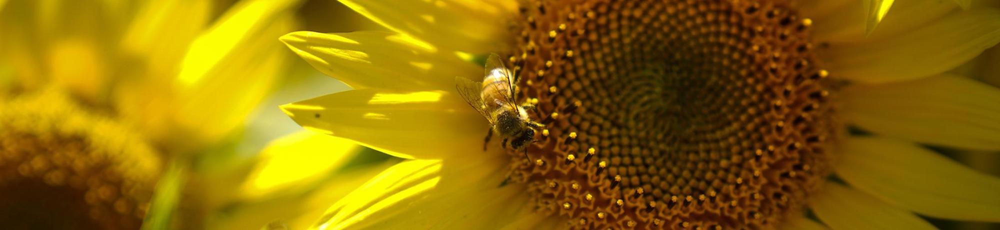 A bee sits on a sunflower on UC Davis' campus.