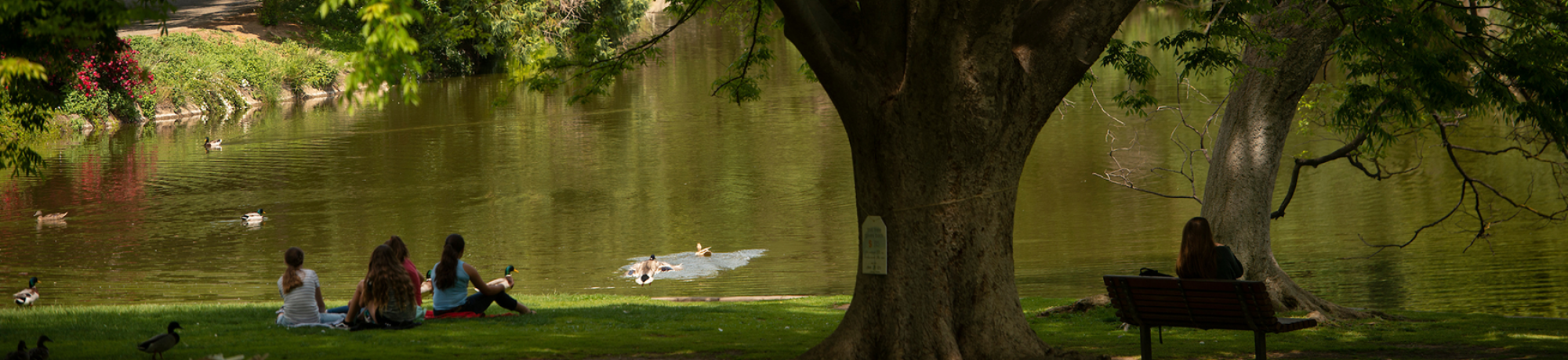 Students relax in the shade of a large tree by Lake Spafford in the Arboretum as ducks swim in the lake.  The spring weather is warm for students to study on the grass.